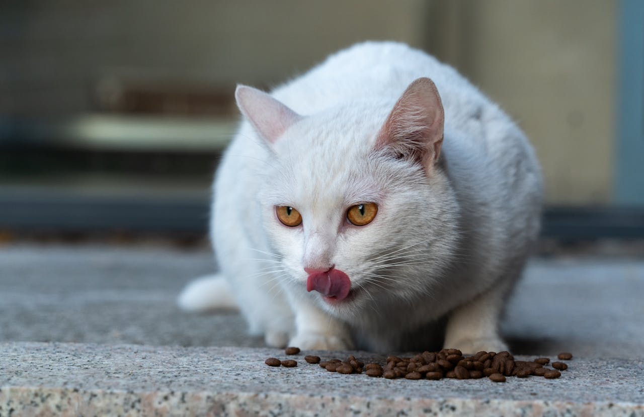 A white cat with yellow eyes licks its lips while sitting by dry cat food on a stone surface.