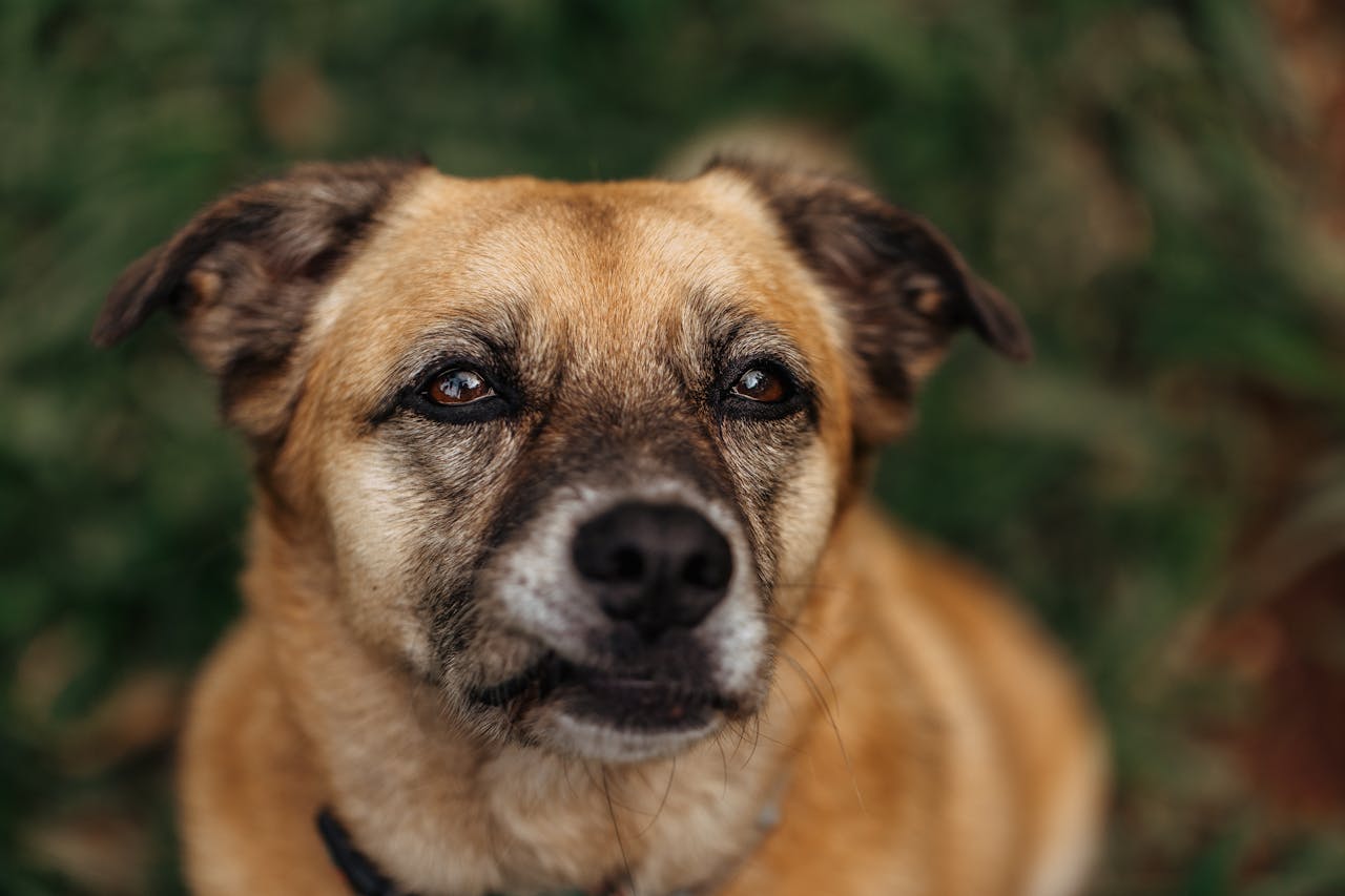 Detailed close-up portrait of a mixed-breed dog with a warm and attentive expression.
