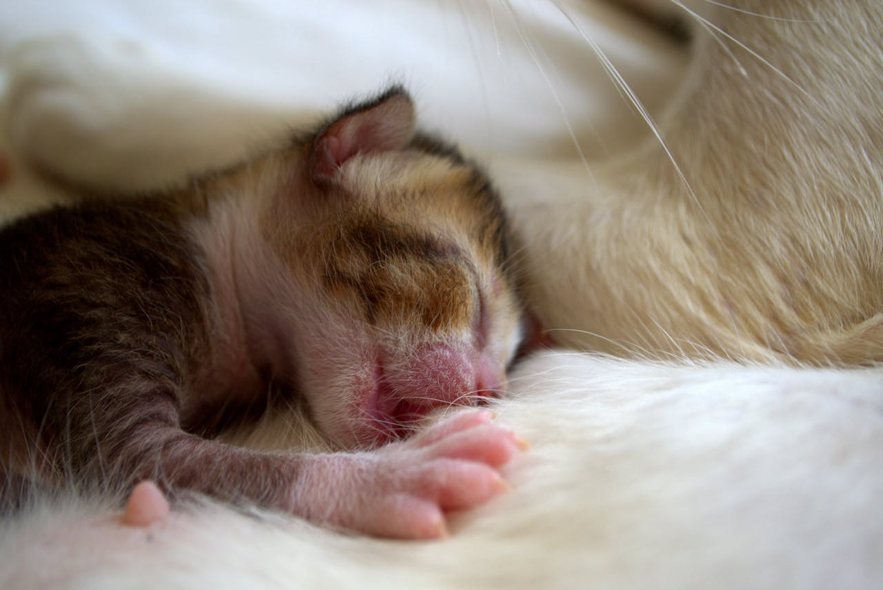 Free stock photo of animal behavior, animal family, animal photography