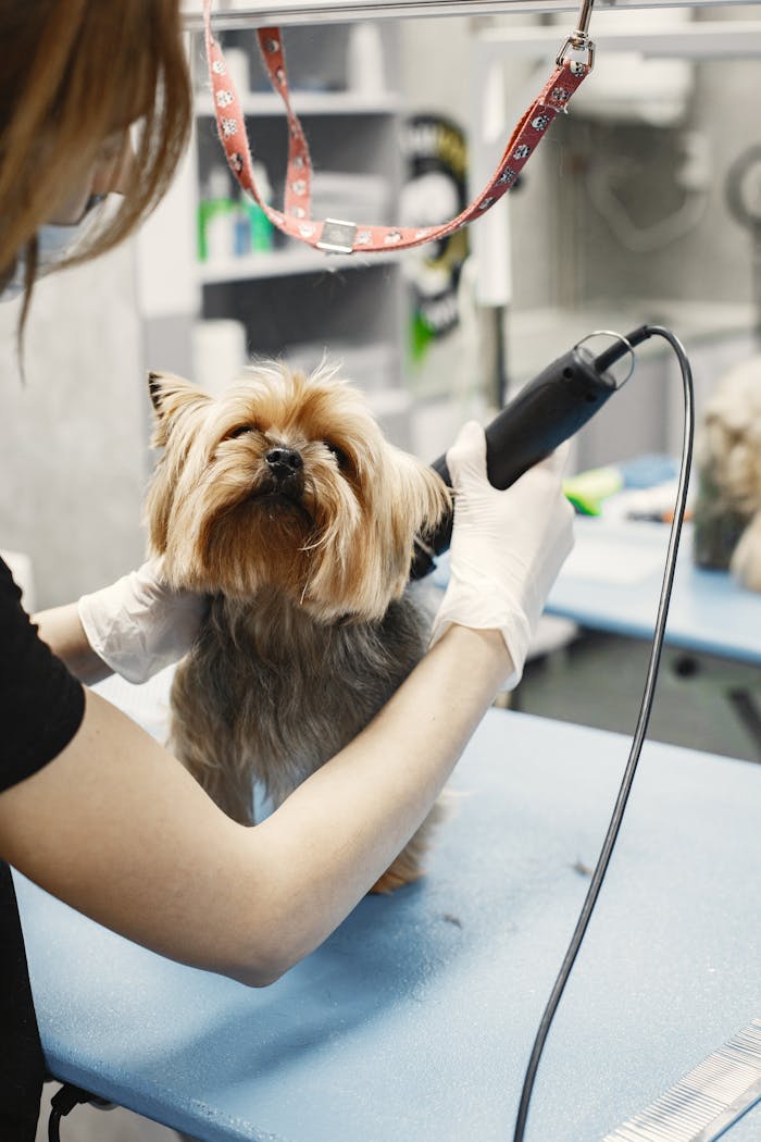 A Yorkshire Terrier getting groomed by a vet in a pet salon. Perfect for pet care topics.