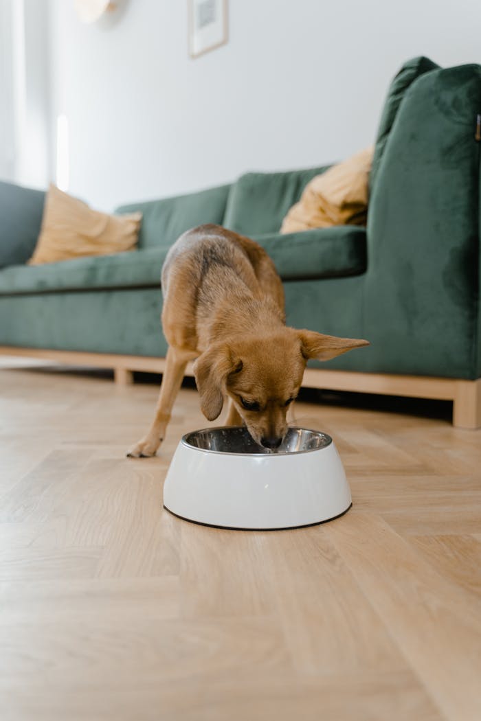 A small dog enjoys its meal from a dish in a stylish indoor setting.